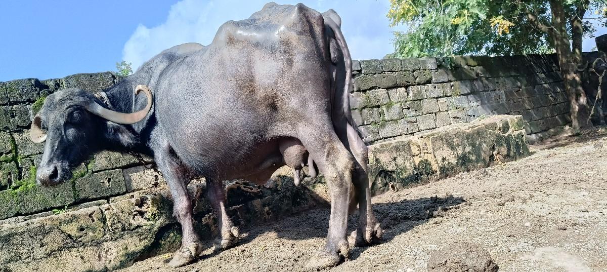 થંબનેલ 2