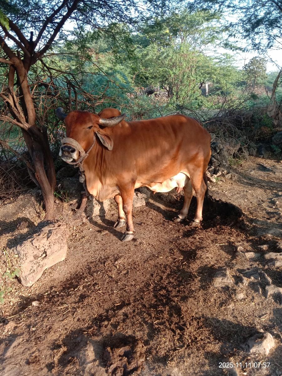 ગાય વેચવાની છે