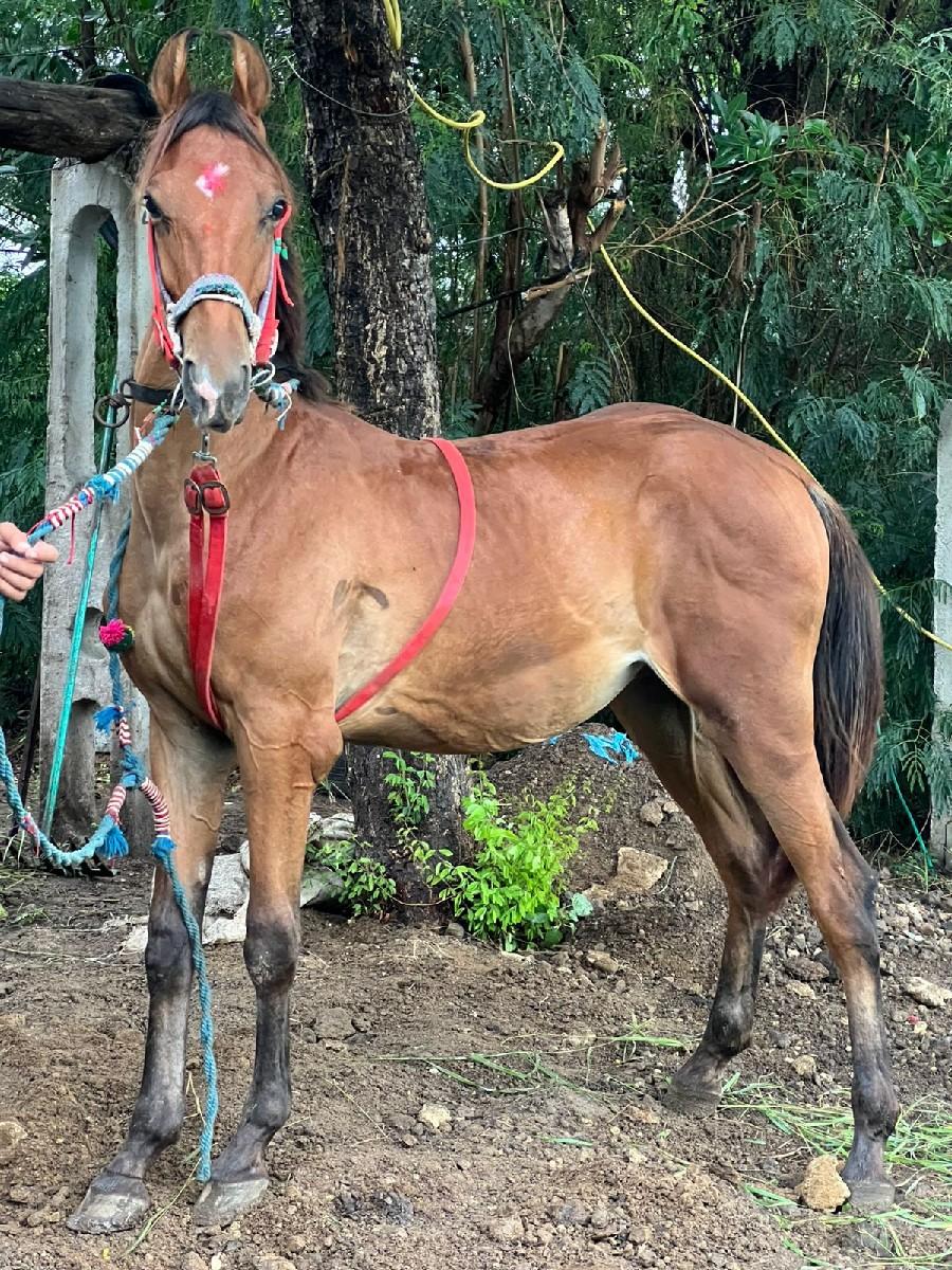 થંબનેલ 3