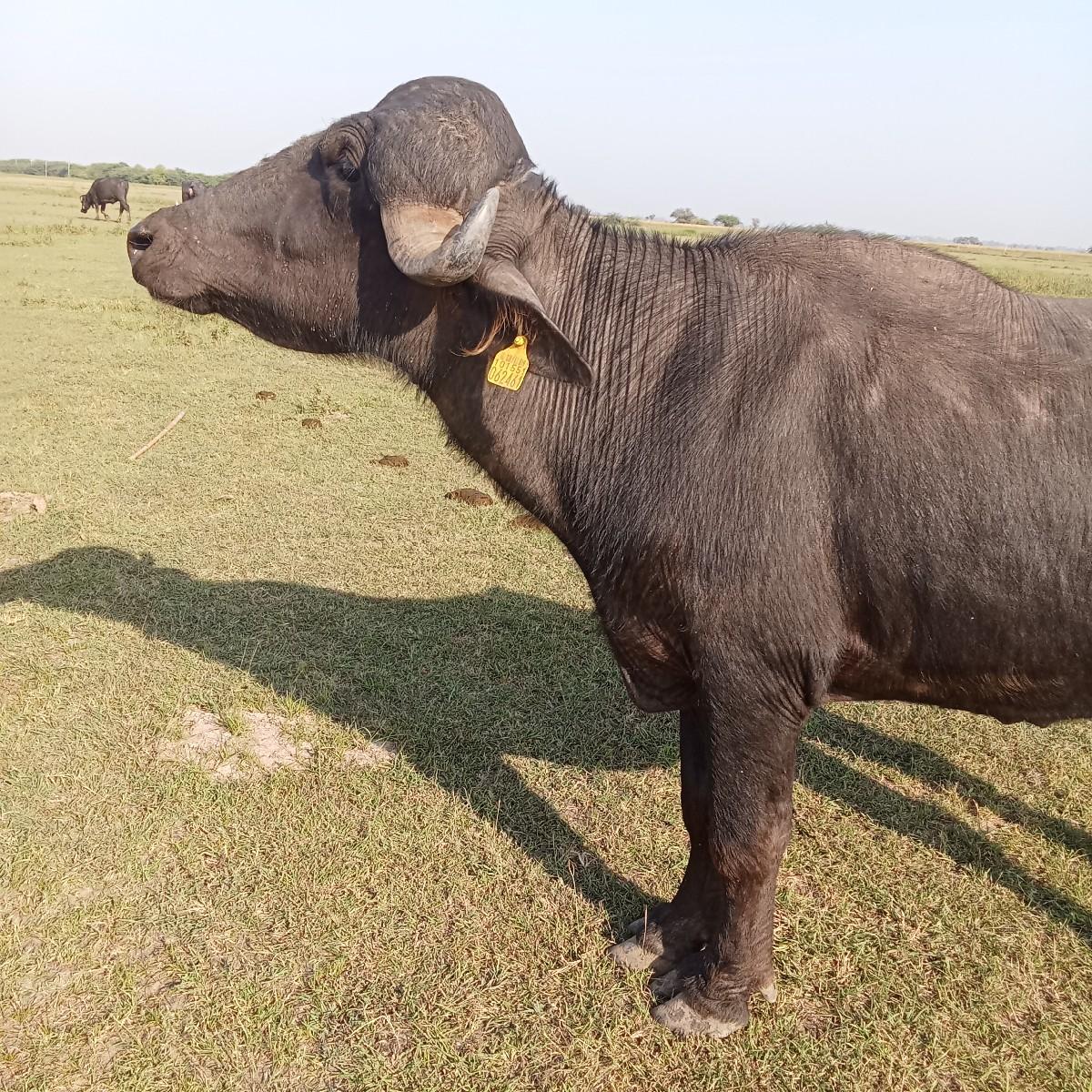 પાડો વેચવાનો છે