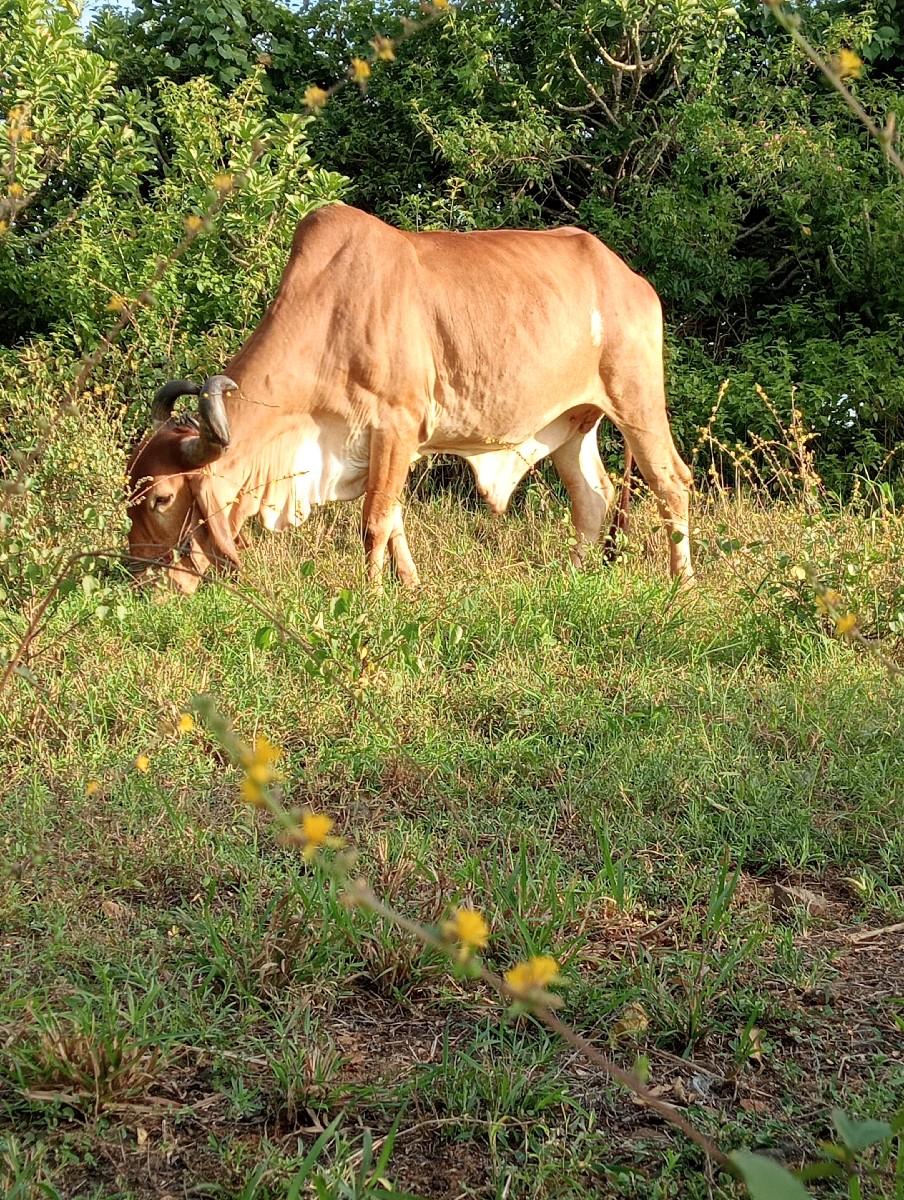 બળદ વેચવાના છે