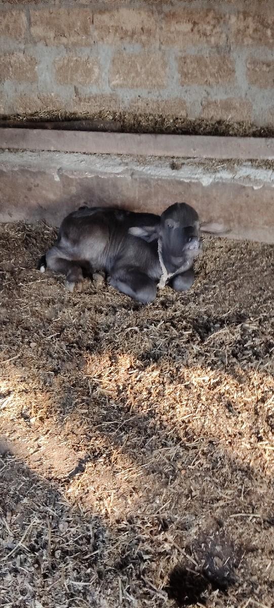 થંબનેલ 2