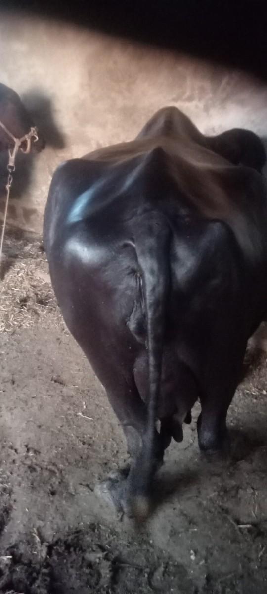 થંબનેલ 3