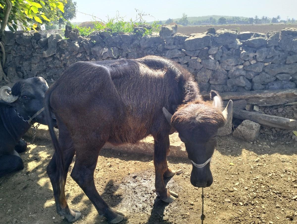 થંબનેલ 3