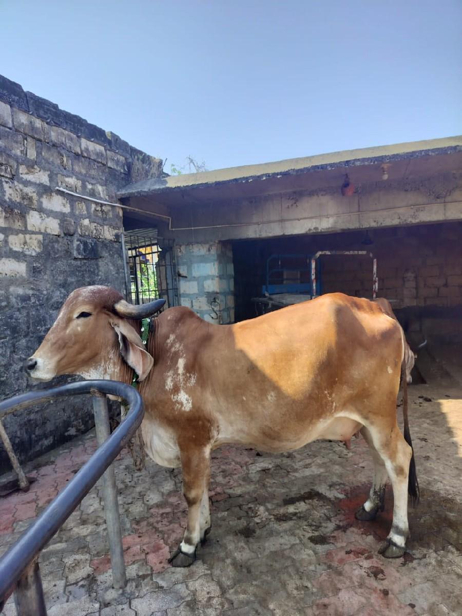 થંબનેલ 3