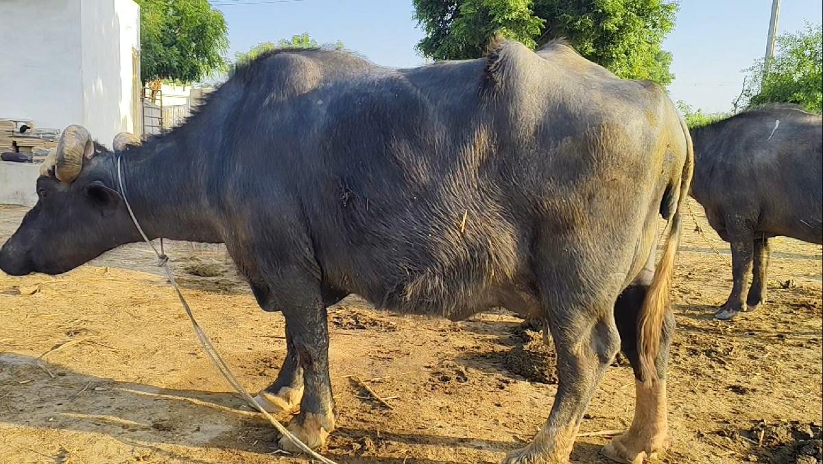 બન્ની નસલ ની ચાંદરી ભેંસ વેચવાની છે