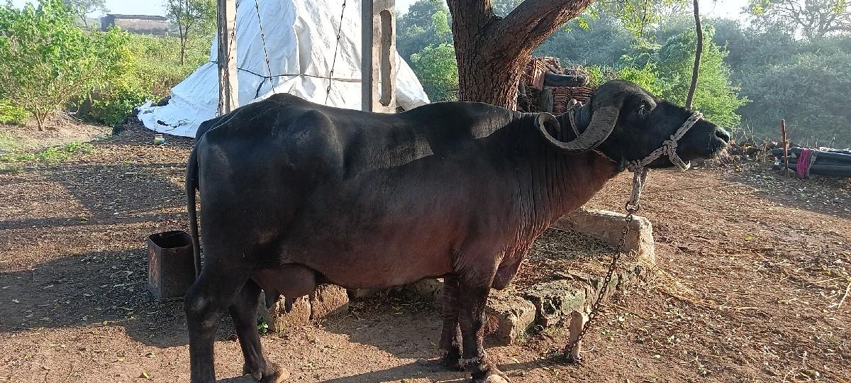 થંબનેલ 3