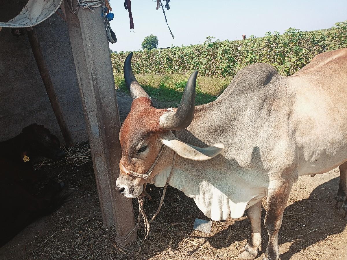 ગાય વેચવા ની છે