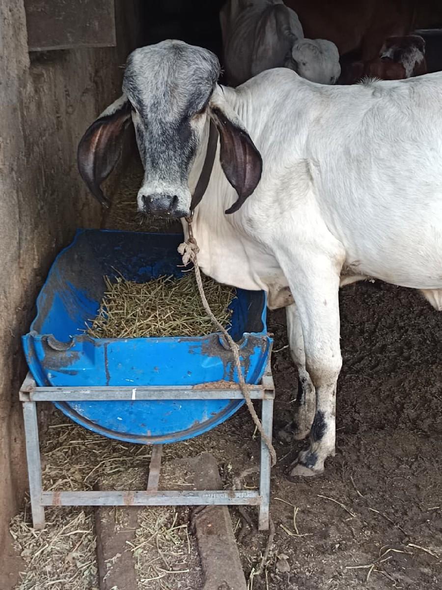 થંબનેલ 3