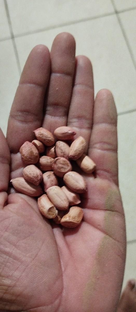 બિયારણ માટે ની મગફળી