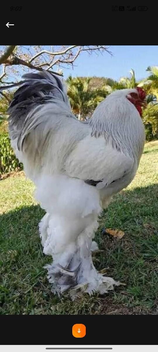 Brahma murgi Ne anda