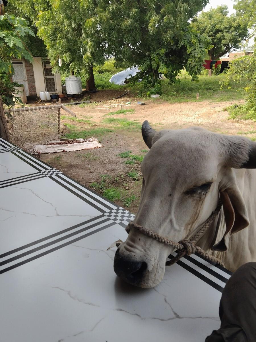 થંબનેલ 3