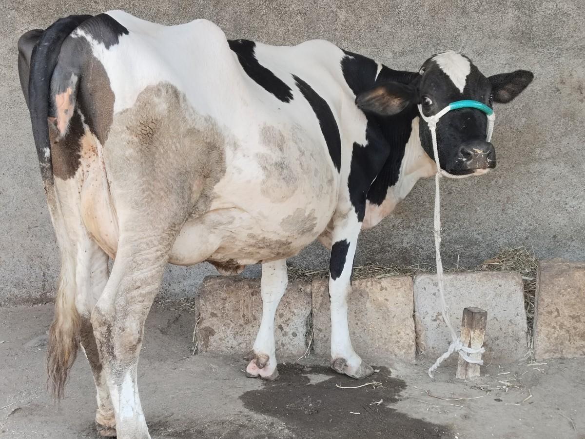 બીજું વેતર ગાભણ