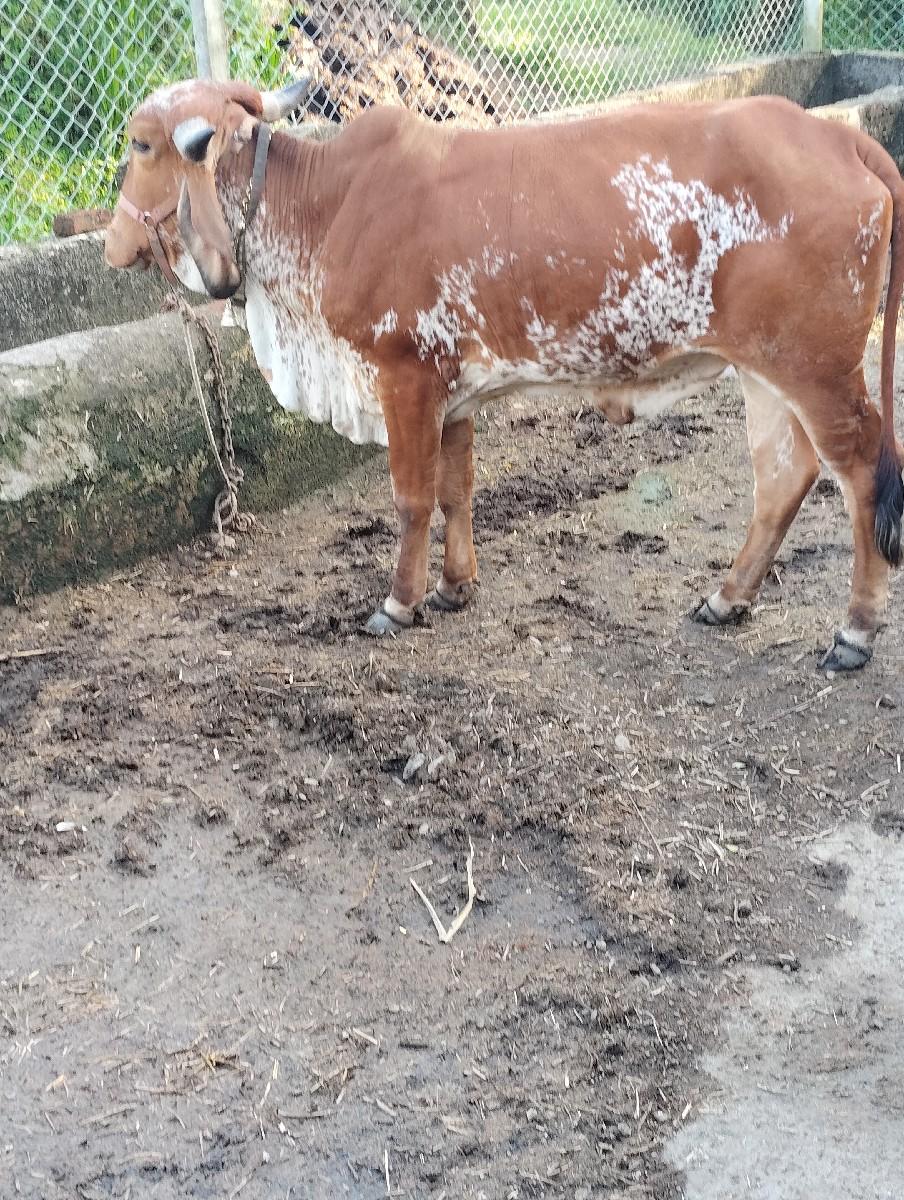 હોડકી વેચવાની છે