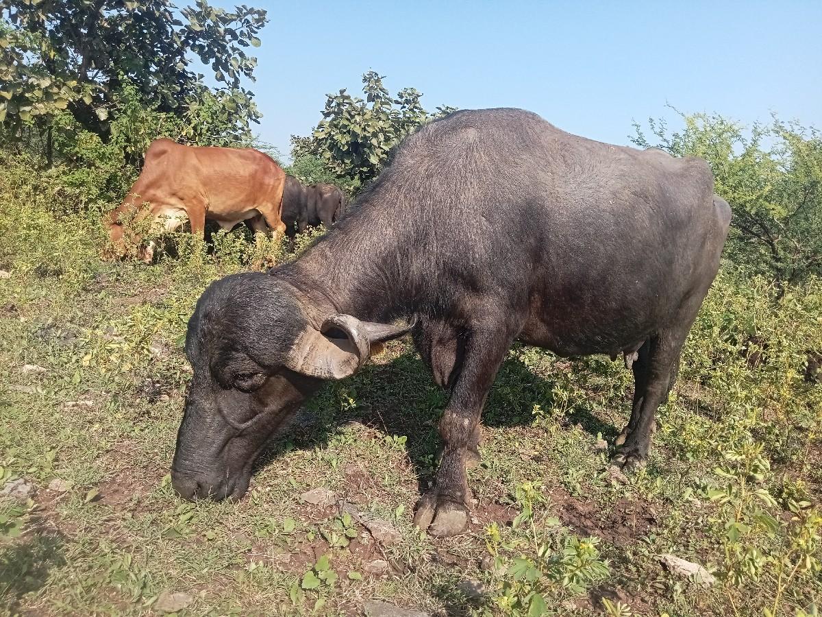 ખડેલું વેચવું છે