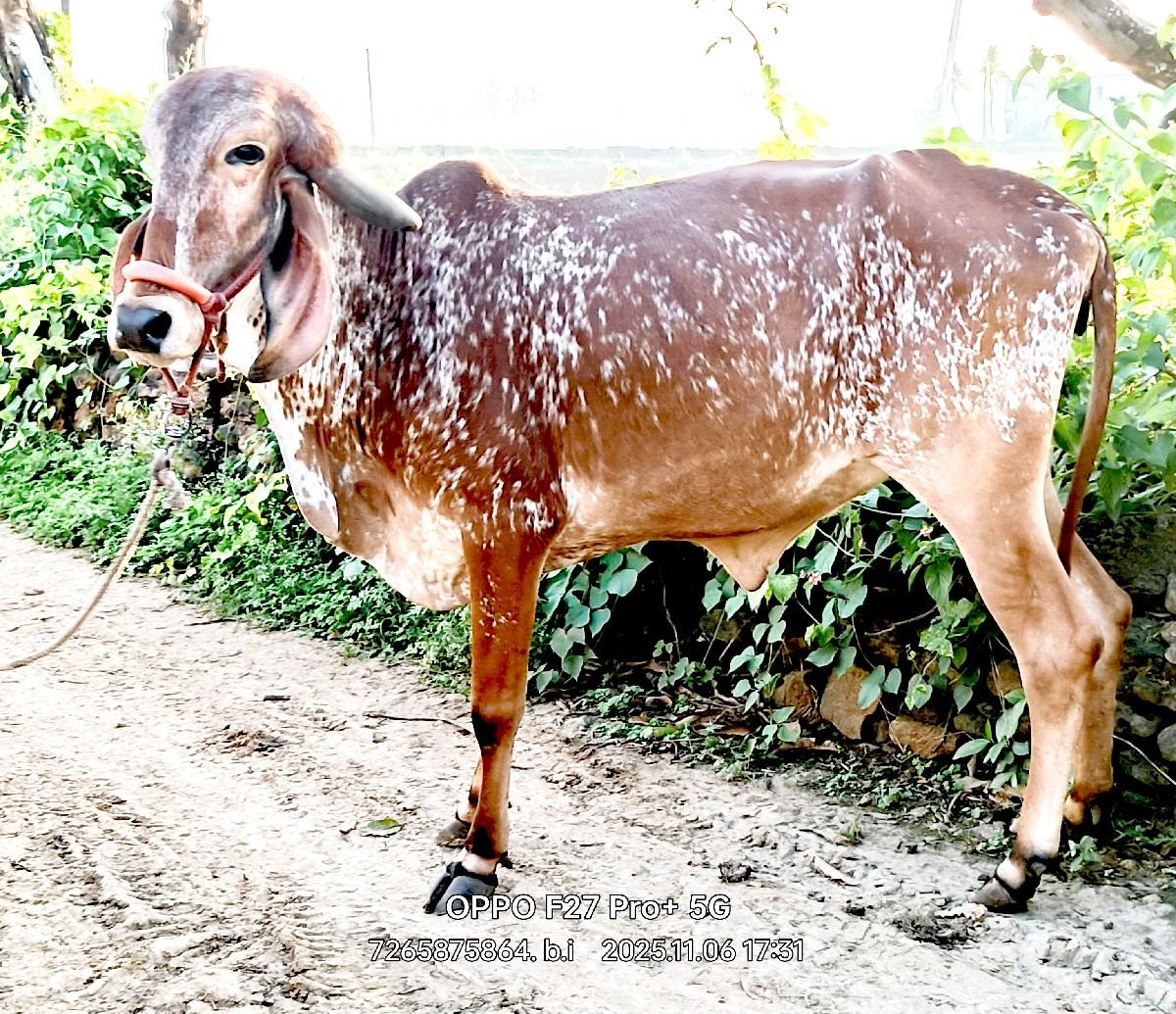 5 ગીર વાસડી વેસવાની સે