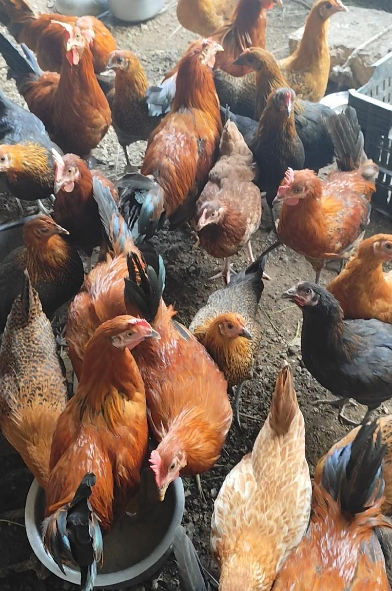 લેવા વારા જ phone કરે