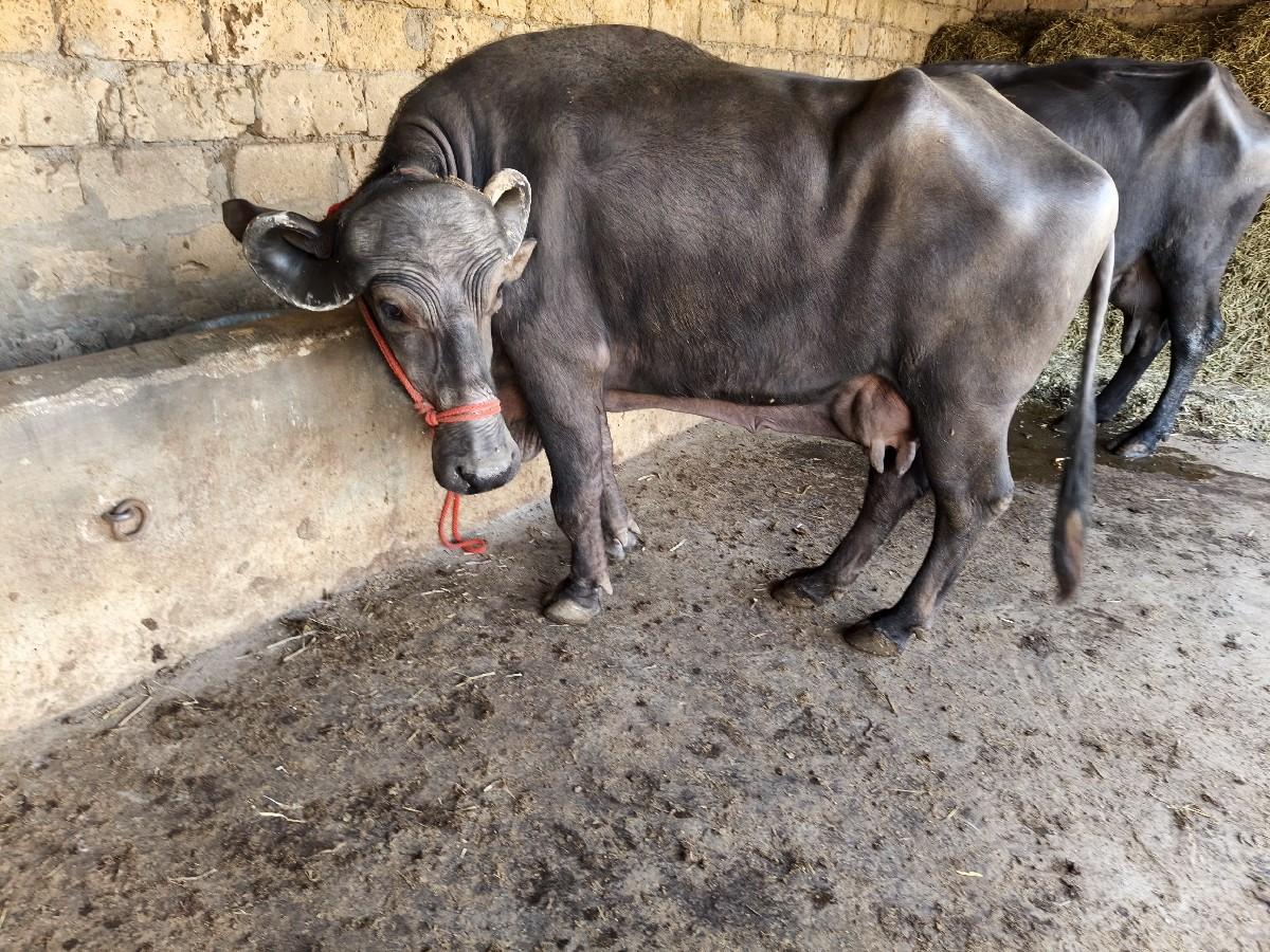 थंबनेल 4