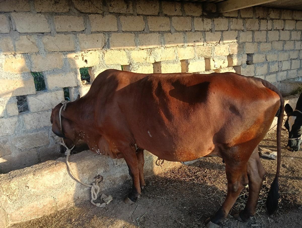 થંબનેલ 2