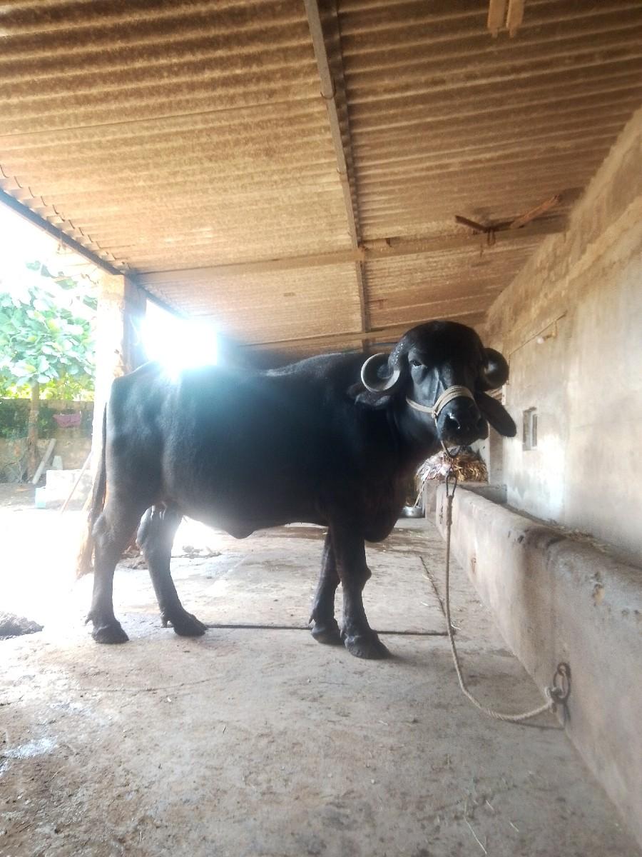 ખડેલી લેવાની છે