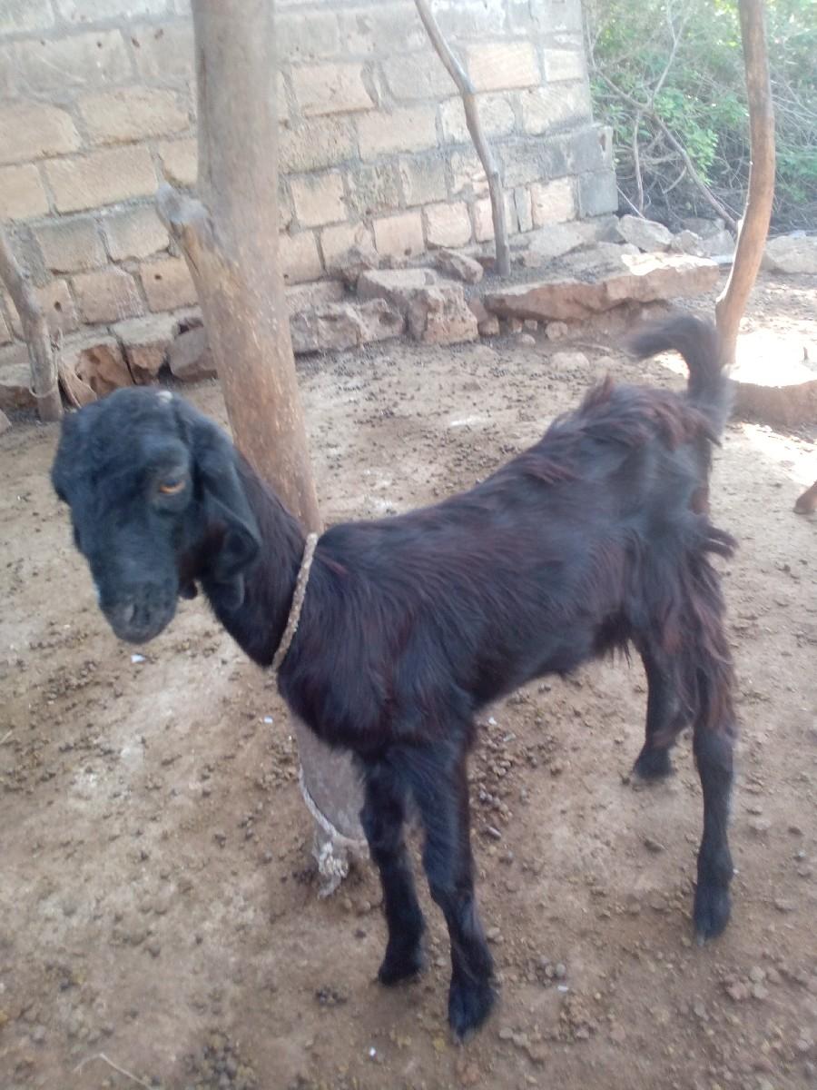 થંબનેલ 2