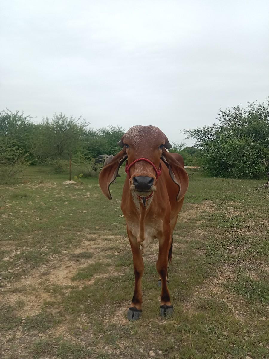 થંબનેલ 3