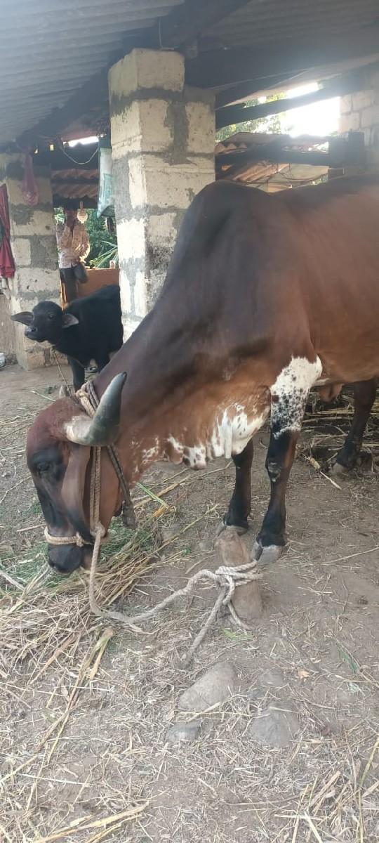 થંબનેલ 3