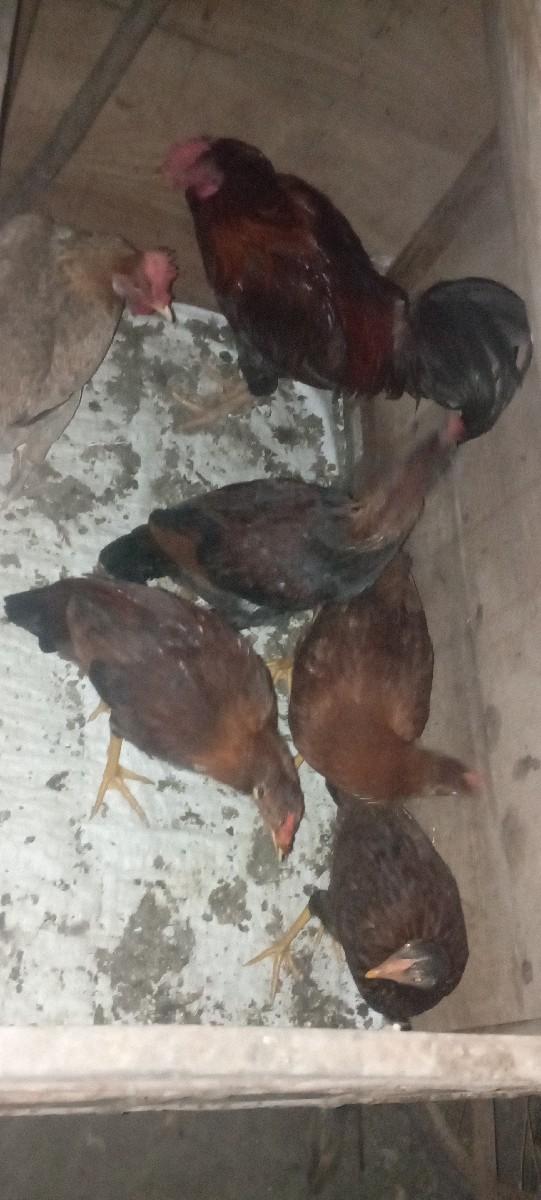 સાટા કરવાના છે મુરઘા ના