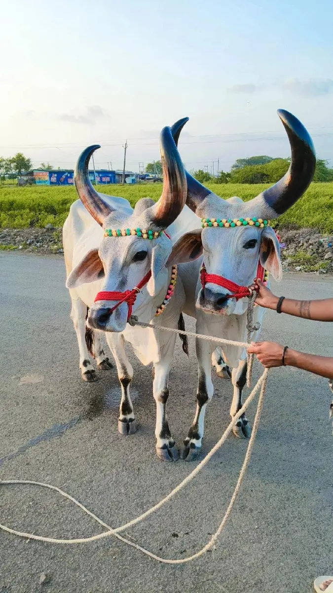 થંબનેલ 2