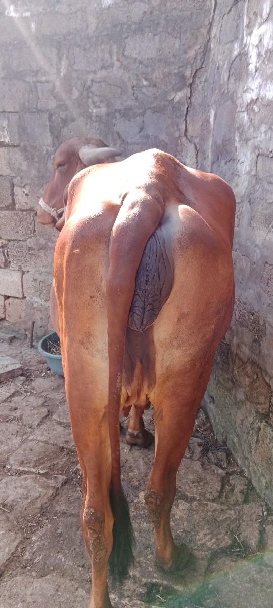 થંબનેલ 2