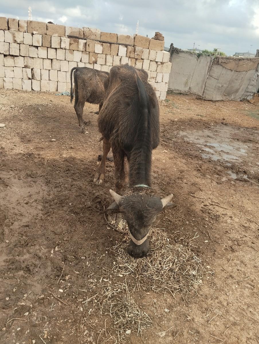 થંબનેલ 2