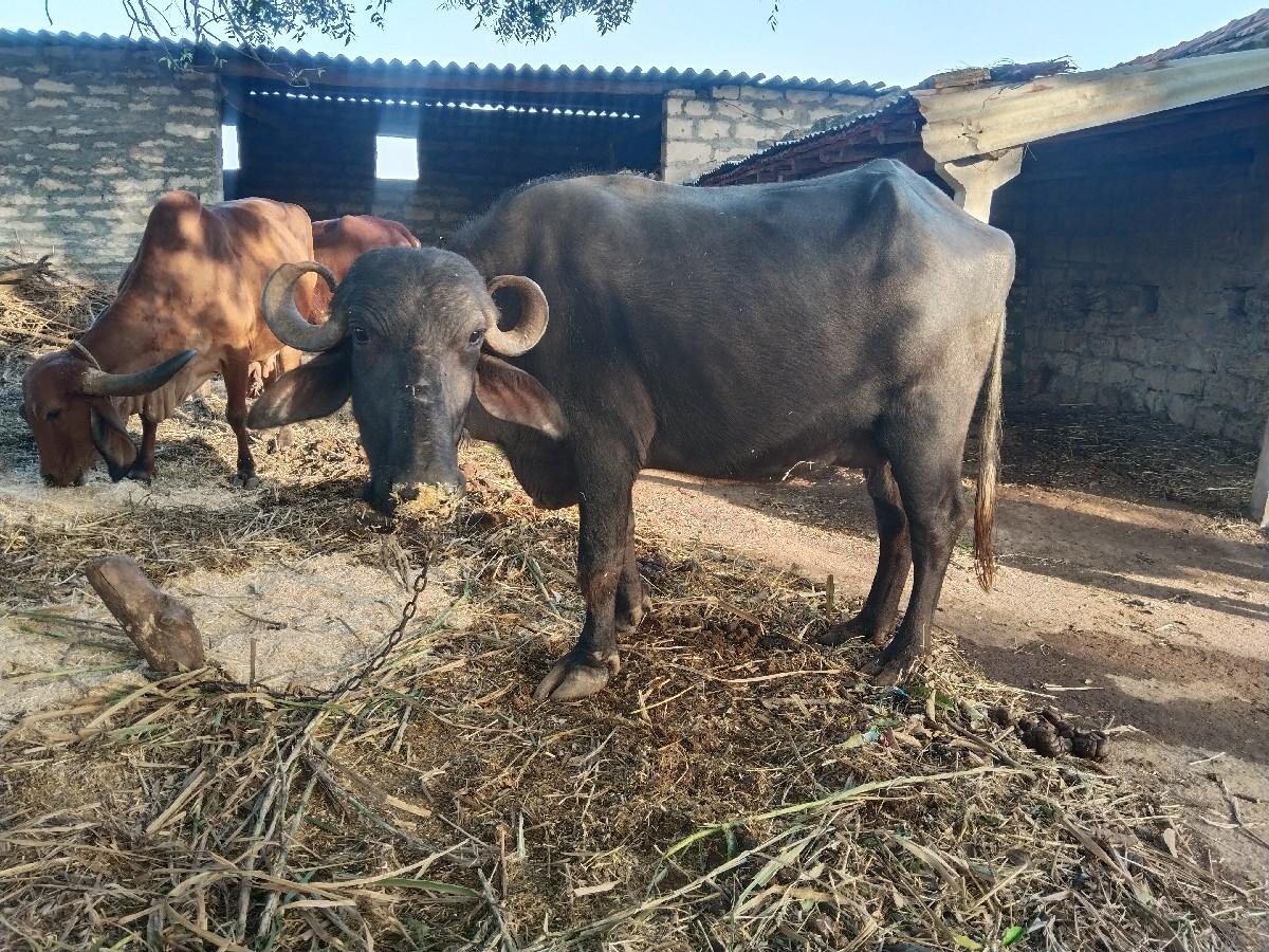 થંબનેલ 2