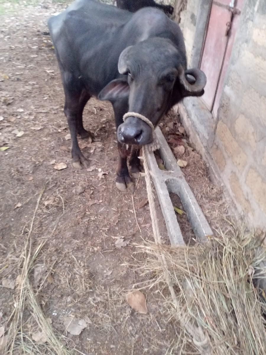 થંબનેલ 2