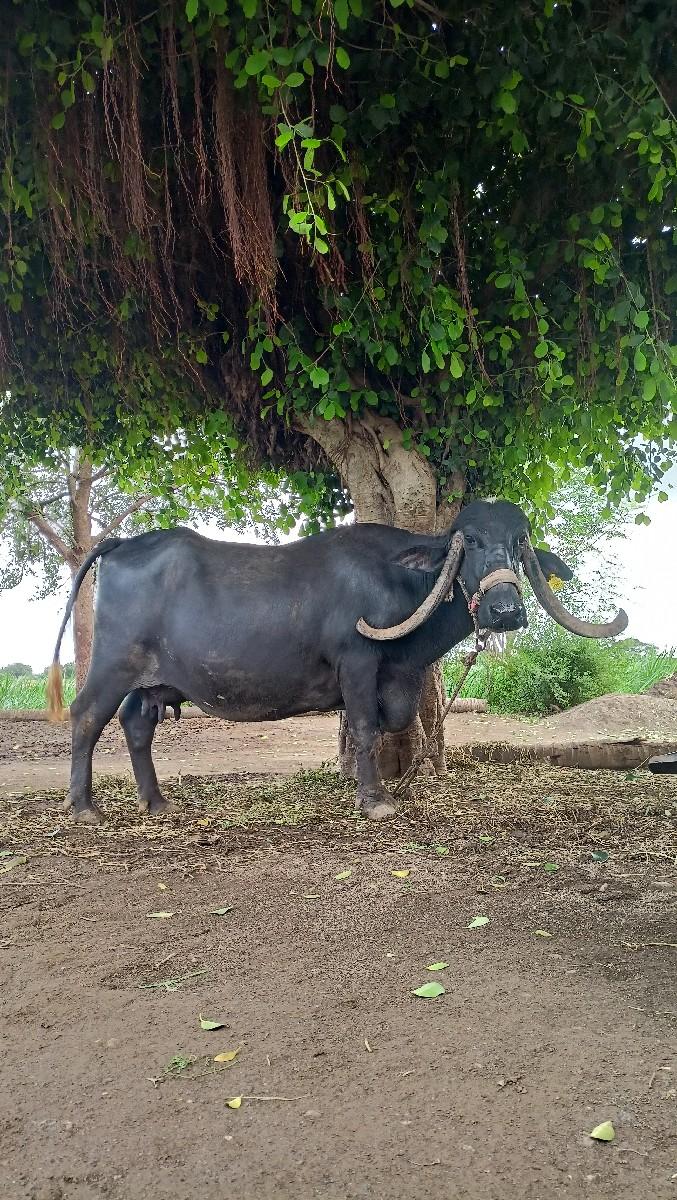 ભેંસ વેચવાની છે