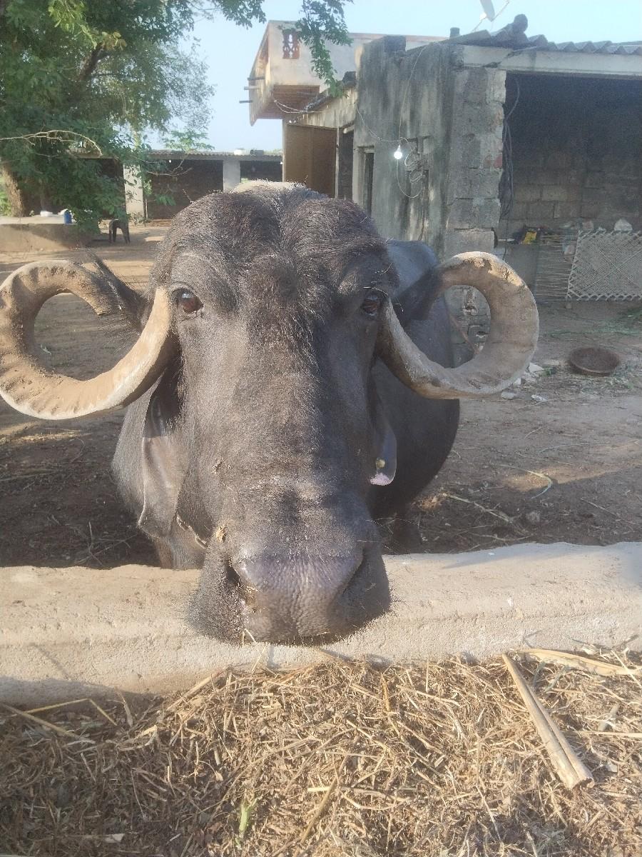 થંબનેલ 2