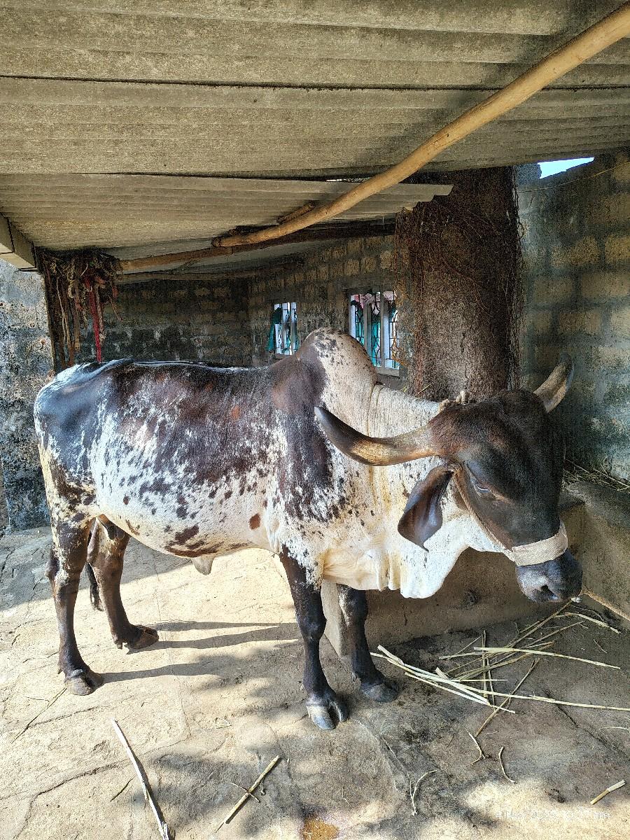 થંબનેલ 2