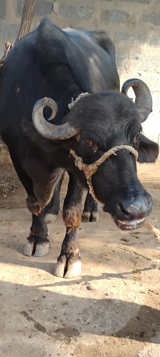 થંબનેલ 3