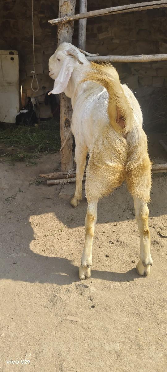 થંબનેલ 2