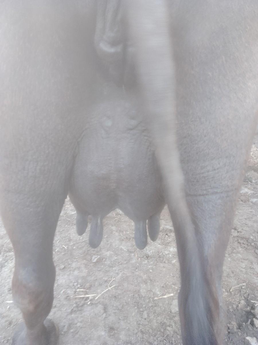 આ ભેંશ વેંચવા ની છે