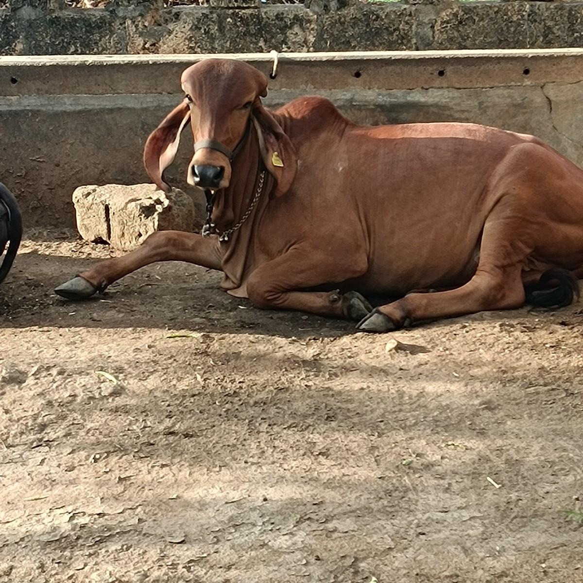 ગાય વિશ્વની સે