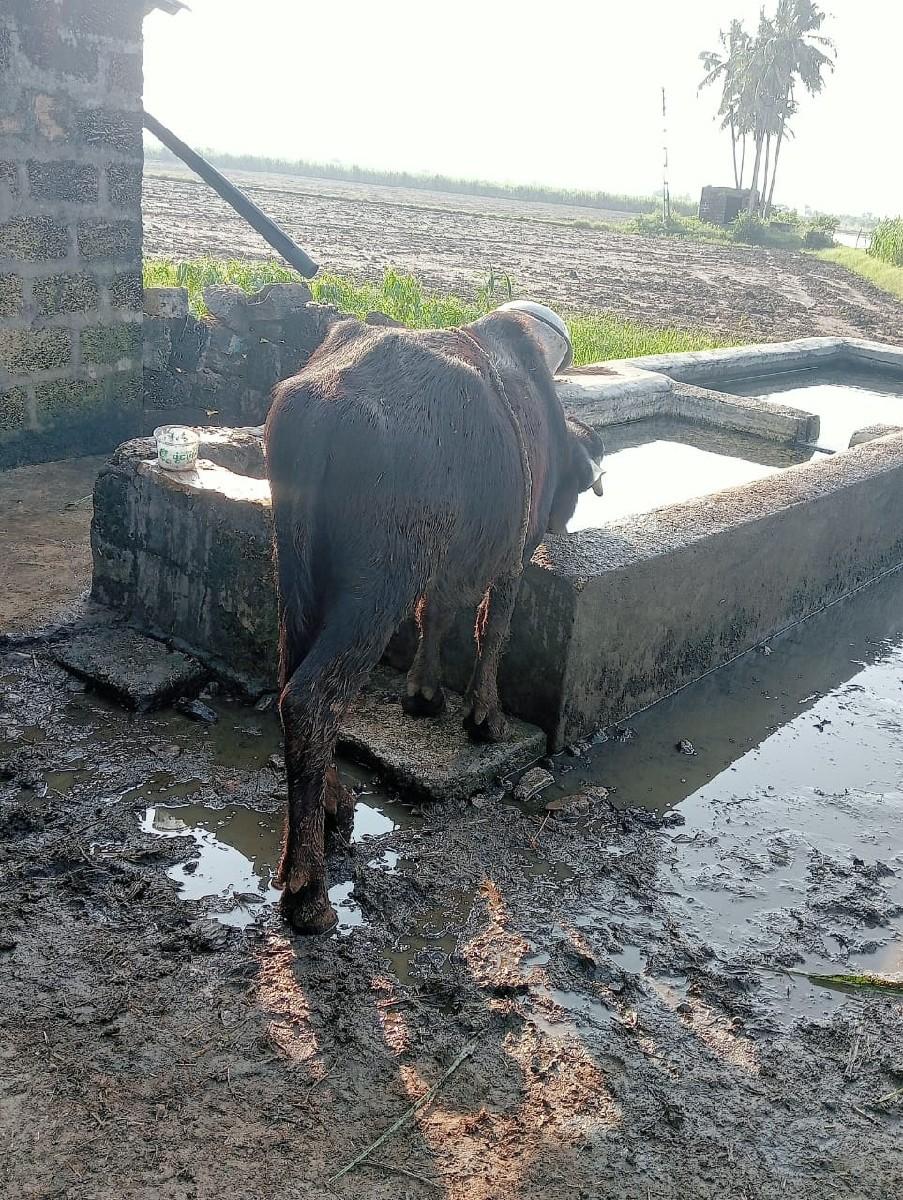 પાડી વેચવાની છે