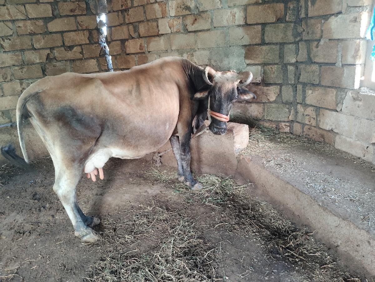 થંબનેલ 2