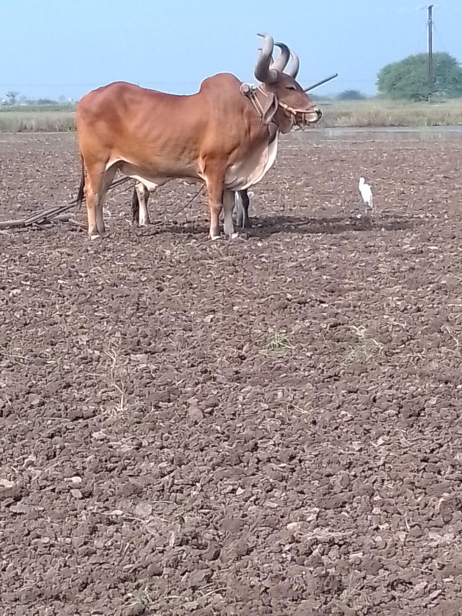 થંબનેલ 3