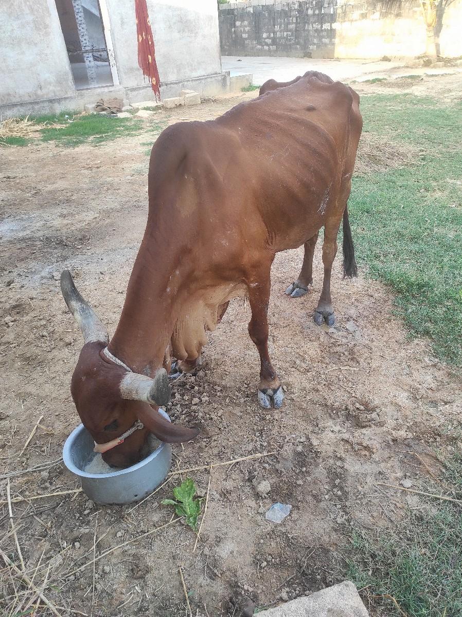 ગાય વેચવાની છે