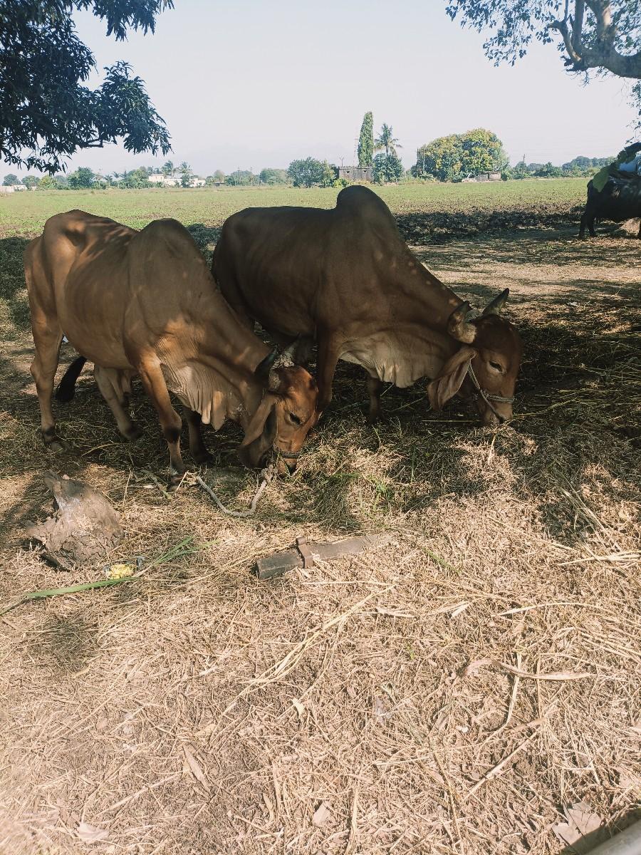 ઓરીજનલ દૅશી