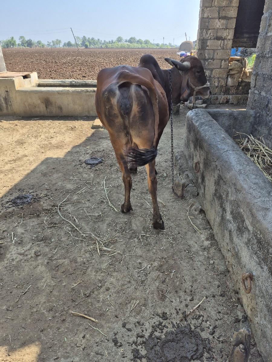 થંબનેલ 3