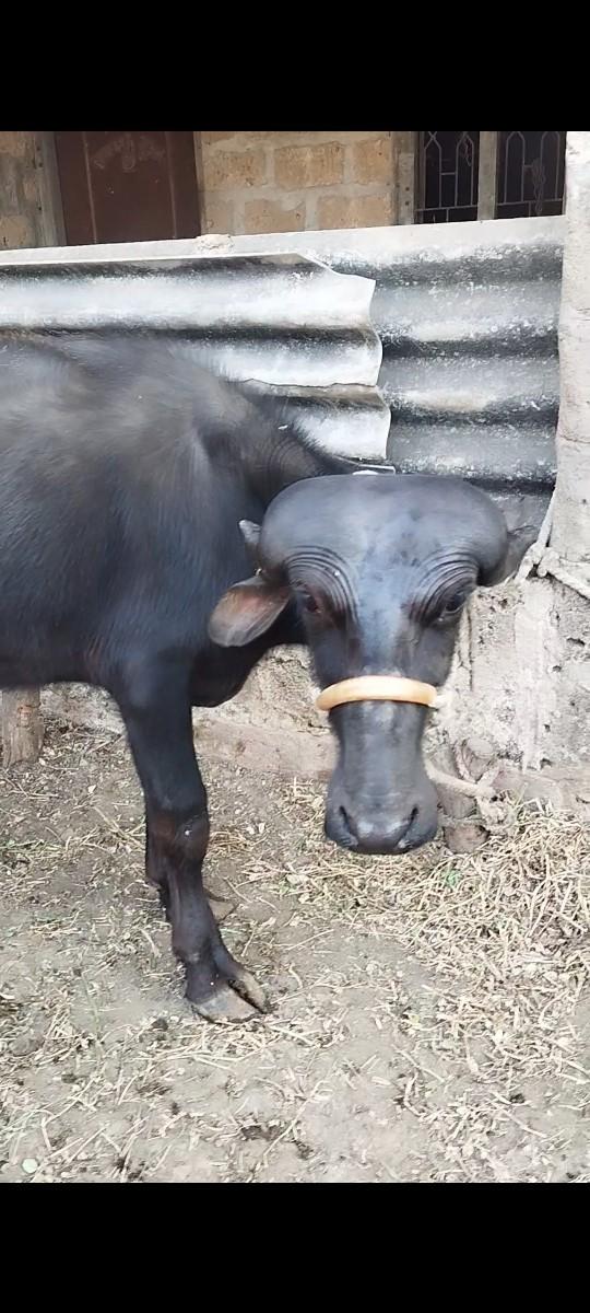 જાફરાબાદી પાડી વેશવાની છે.