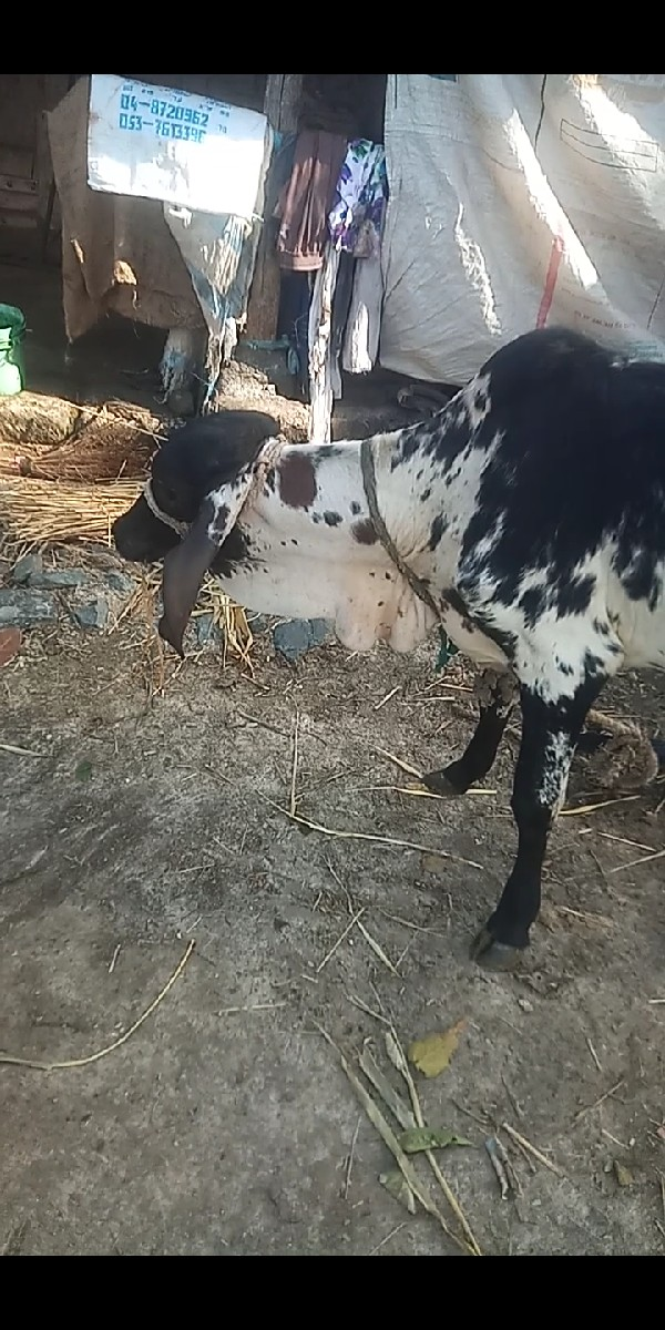 થંબનેલ 3