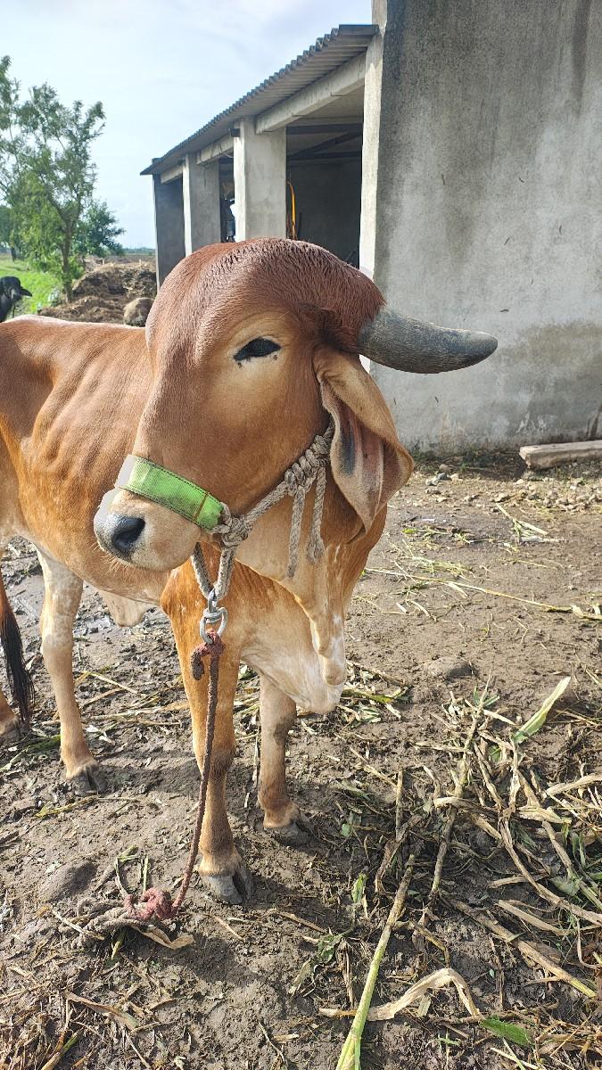 થંબનેલ 2