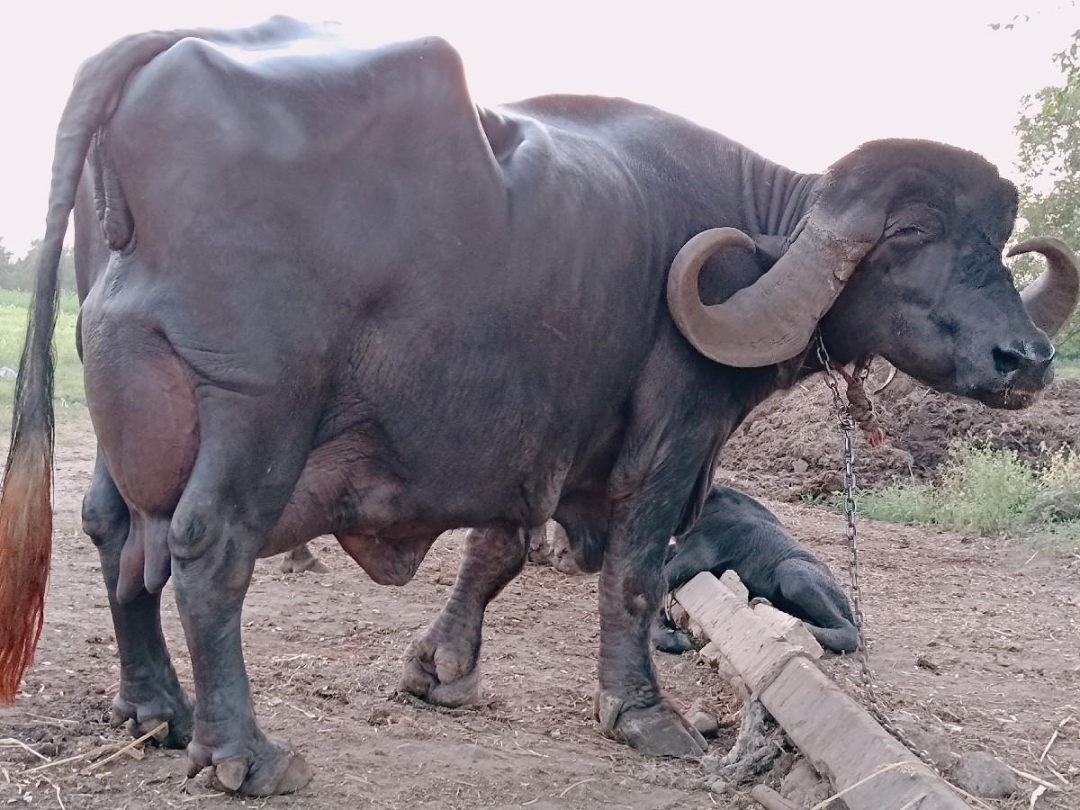 થંબનેલ 3